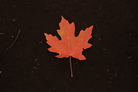 orange maple leaf thumbnail