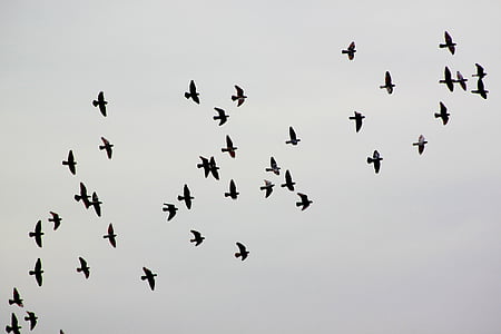 flock of birds thumbnail