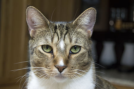 focus photography of white and black tabby cat thumbnail