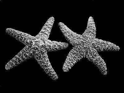 grayscale photography of two starfish thumbnail