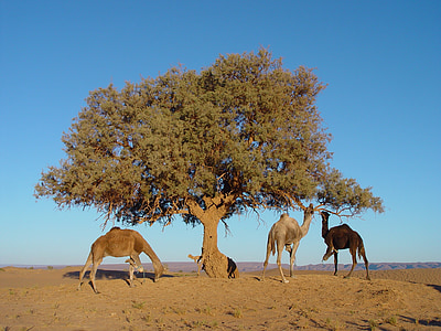 three camels under tree thumbnail