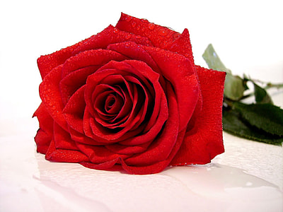 red rose on white surface thumbnail