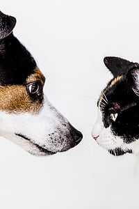 black-brown-and-white dog and cat with white background thumbnail