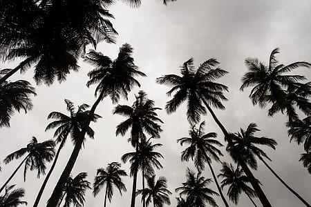 worm's eye vie of coconut trees under gray sky thumbnail