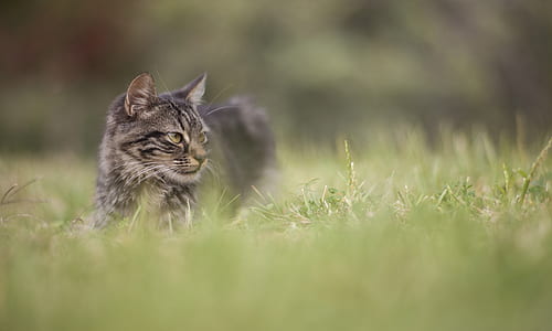 cat lying on green grass thumbnail