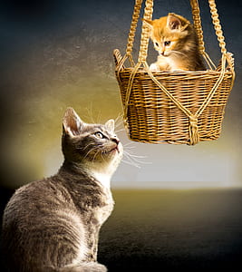 gray tabby cat and orange tabby kitten in brown wicker basket thumbnail