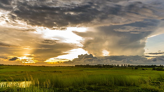 green grass during golden hour thumbnail