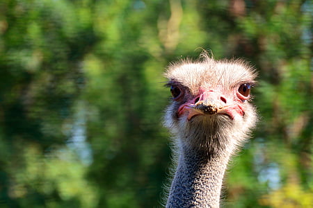 selective focus photography of ostrich thumbnail