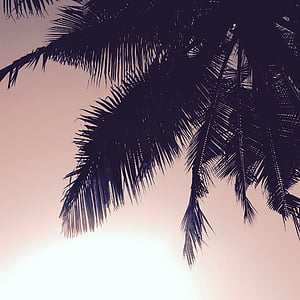 silhouette of palm tree thumbnail