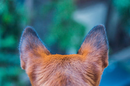 closeup photography of dog ears thumbnail