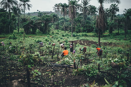 people harvesting crops thumbnail