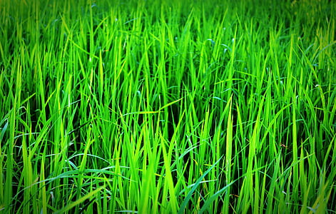 Green Grass thumbnail
