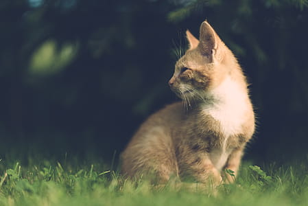 Selective Focus Photography of Sitting Orange Cat on Grass thumbnail