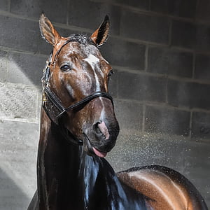 close up photography of brown horse beside concrete wall thumbnail
