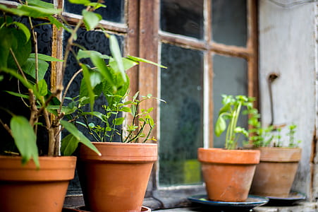 green leafed plants with brown clay pots near window thumbnail
