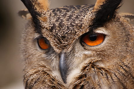 close-up photography of brown owl thumbnail