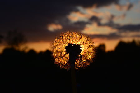 silhouette photography of dandelion under sunset thumbnail