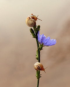 purple petaled flowers thumbnail