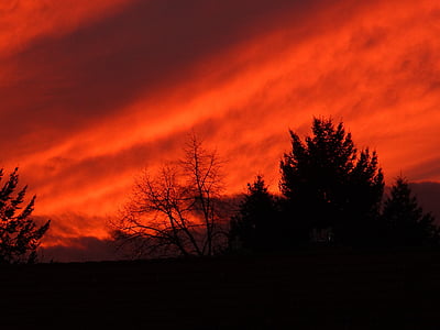 silhouette photo of bare tree and tall tree below red sky thumbnail