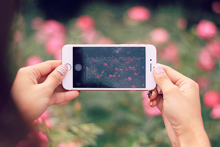person taking photo of pink flowers using rose gold iPhone 6s thumbnail