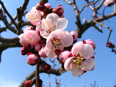 selective focus photography of pink cherry blosoms thumbnail