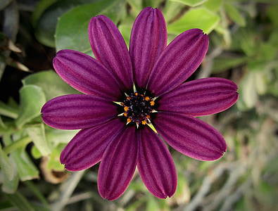 selective focus photography of purple osteospermum flower thumbnail