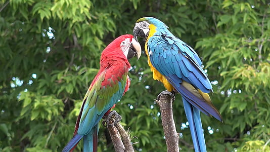 two scarlet macaws on branch of tree thumbnail