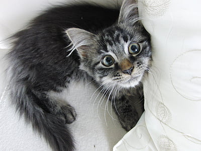 silver tabby kitten on white pillow thumbnail