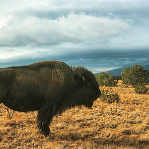 wildlife photography of black bison thumbnail