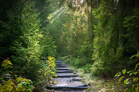 pathway around green trees thumbnail