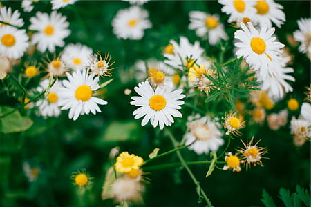 white daisy flowers thumbnail