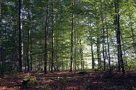 forest during day time thumbnail