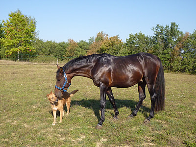 brown horse near brown short coat dog thumbnail