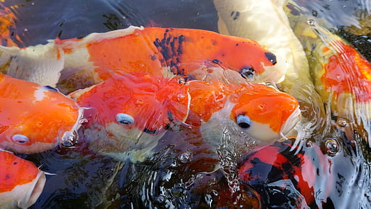 closeup photo of koi fish thumbnail