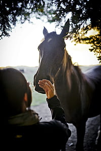 person holding horse nose under tree thumbnail