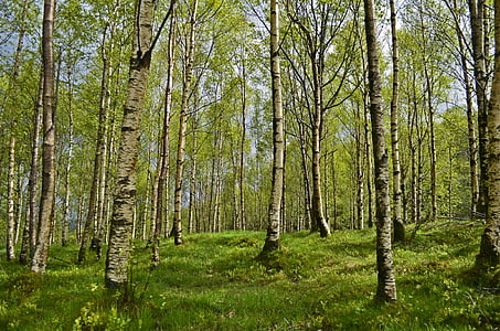 green trees at daytime thumbnail