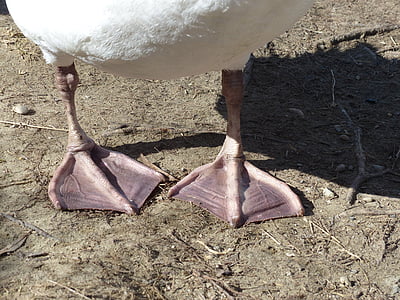 two duck feet on gray ground at daytime thumbnail