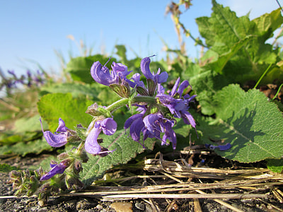 Salvia Pratensis, Meadow Clary thumbnail