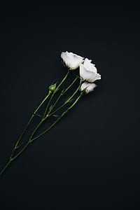 three white roses thumbnail