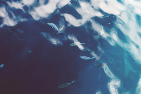 closeup photo of group of fish on body of water thumbnail
