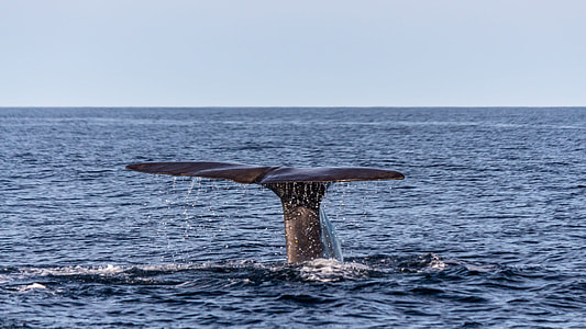 whale under water thumbnail