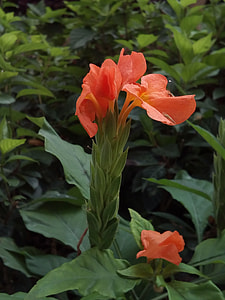 It Leaves Flowers Sagkrni, Flowers thumbnail