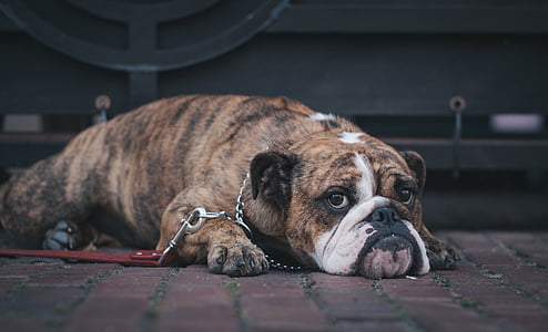 brown and white bull dog thumbnail