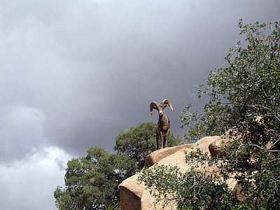 black ram on cliff near trees thumbnail