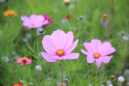 macro photography of pink cosmos flower thumbnail