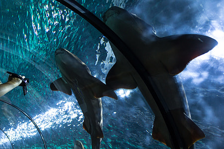 two whale sharks thumbnail