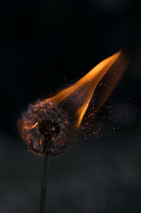 white dandelion on fire in time lapse photography thumbnail
