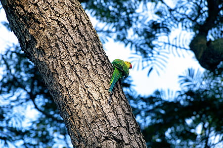 green and yellow bird perching on tree trunk thumbnail