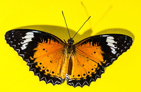 brown, white, and black admiral butterfly closeup photography thumbnail