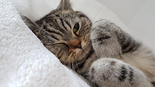 short-furred gray cat on white textile thumbnail